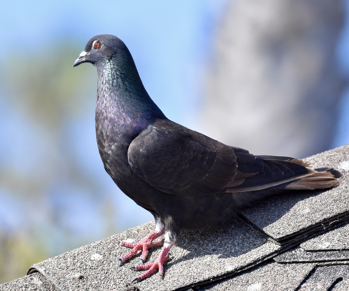 Pigeon biset (forme domestique) - ML621077776