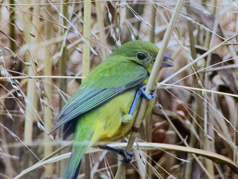 Painted Bunting - ML621077797