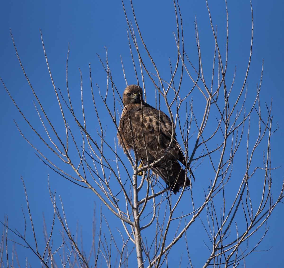Red-tailed Hawk - ML621077807
