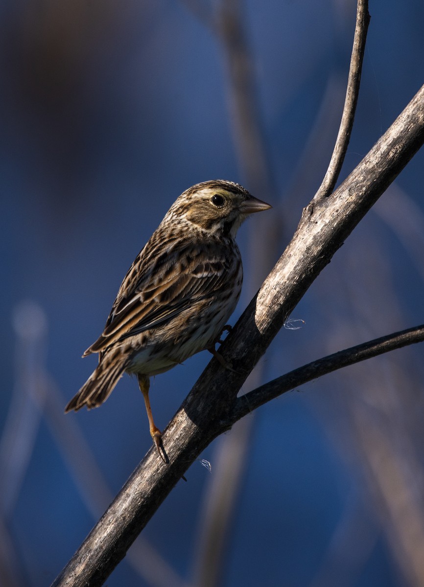 Savannah Sparrow - ML621077812