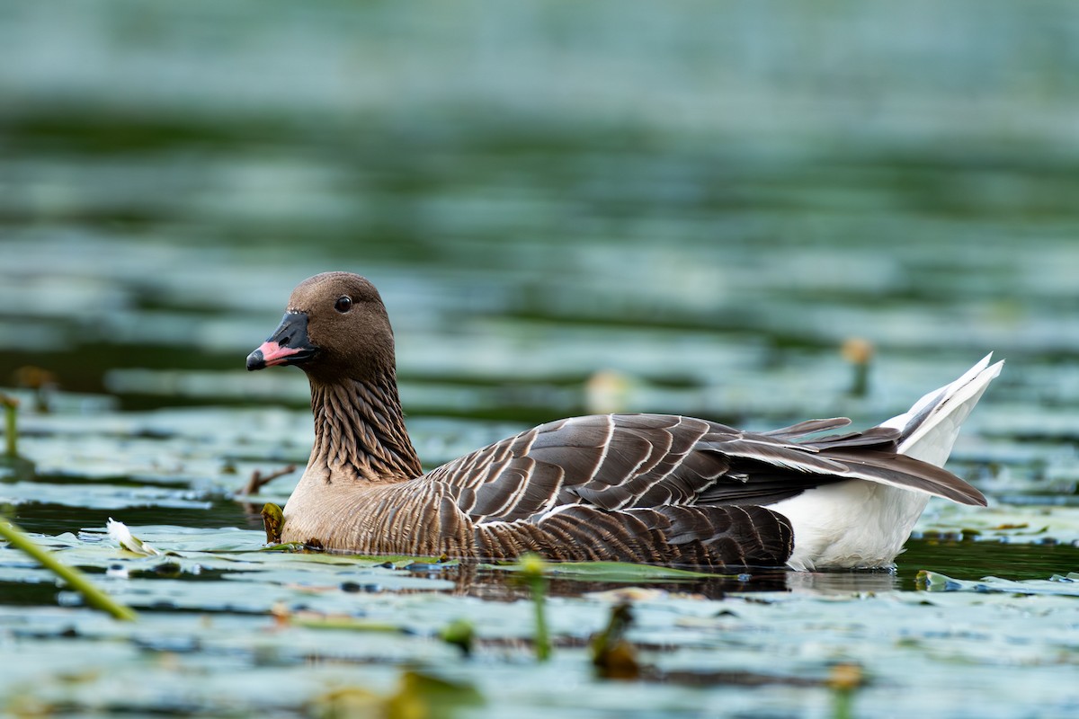 Pink-footed Goose - ML621077834