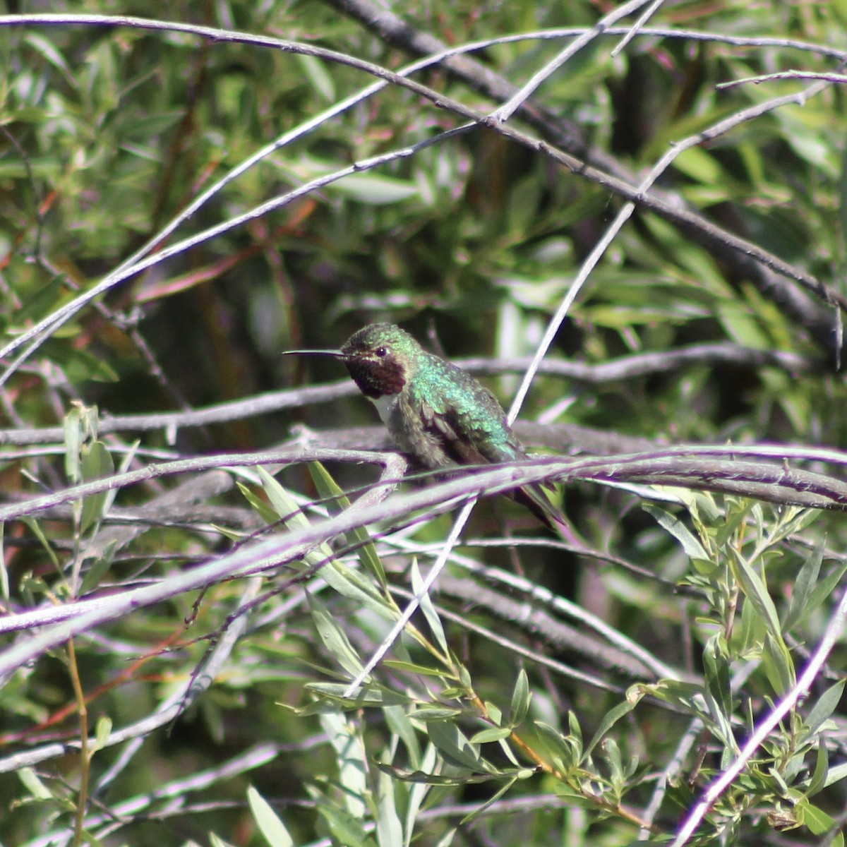 Broad-tailed Hummingbird - ML621077842