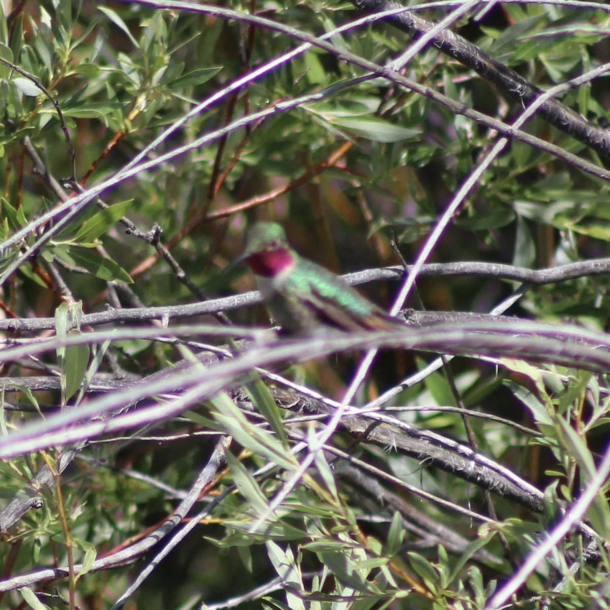 Broad-tailed Hummingbird - ML621077843