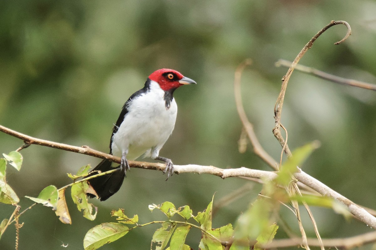 Red-capped Cardinal - ML621077861