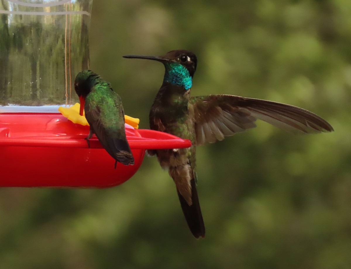 kolibřík skvostný - ML621077873