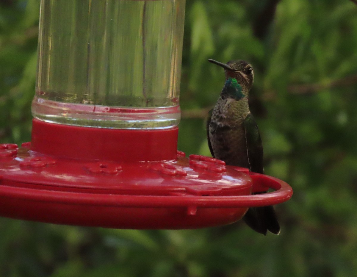 kolibřík skvostný - ML621077877