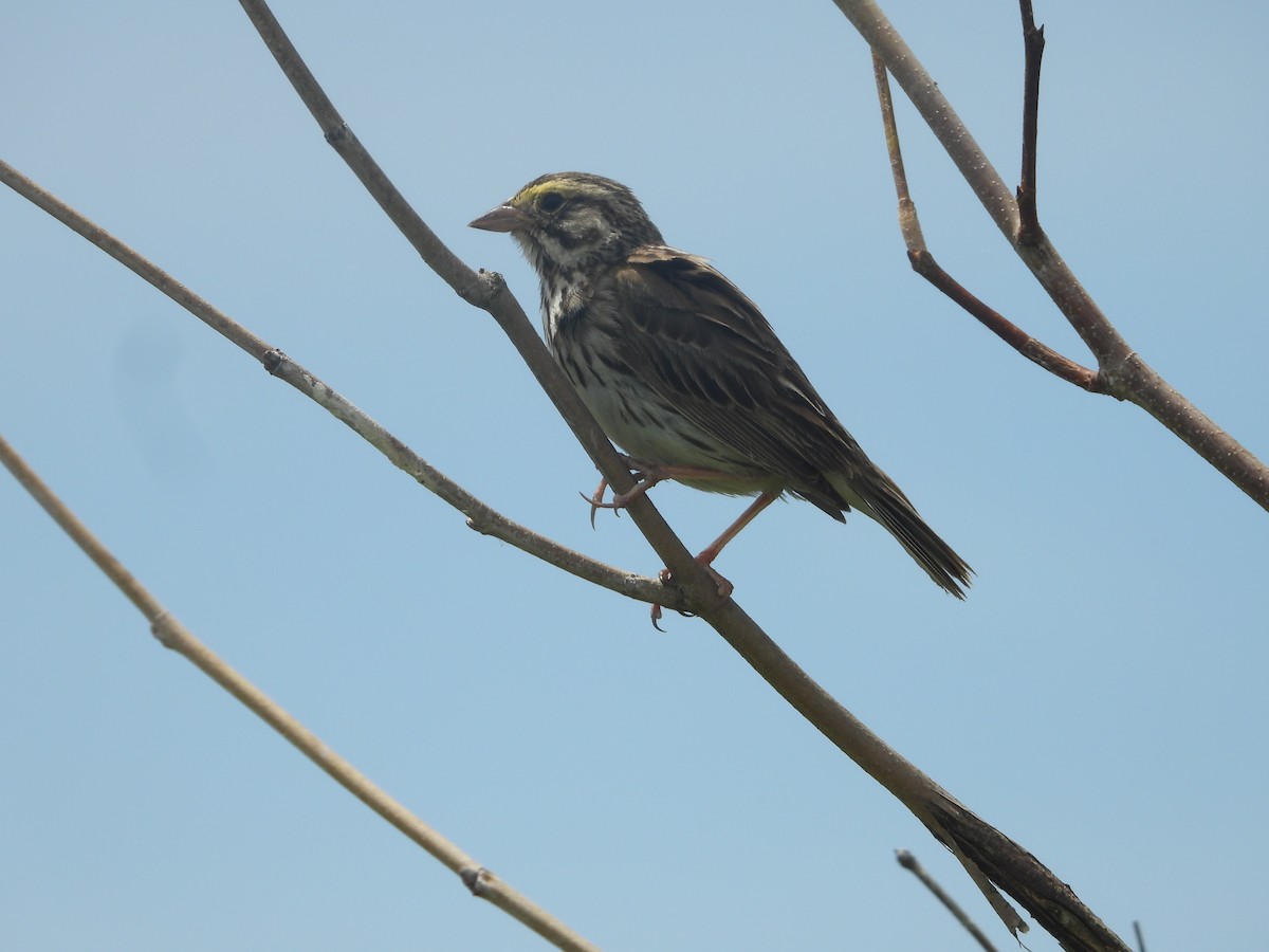 Savannah Sparrow - ML621077941