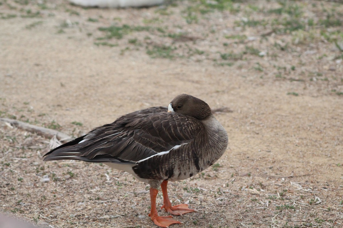 Greater White-fronted Goose - ML621077947