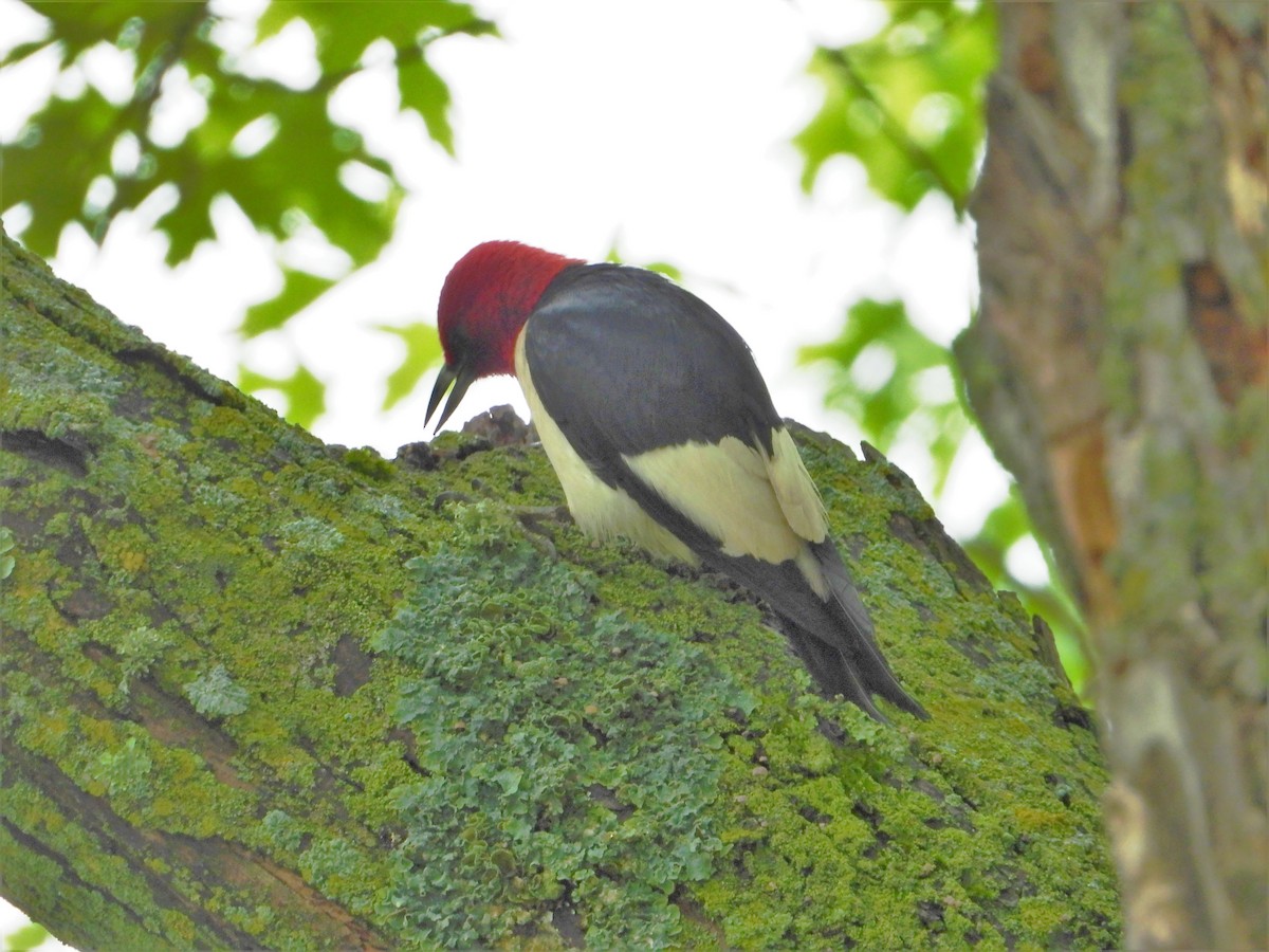 Red-headed Woodpecker - ML621077995
