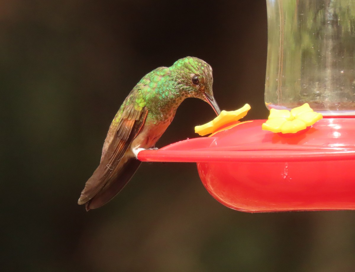 kolibřík mexický - ML621078013