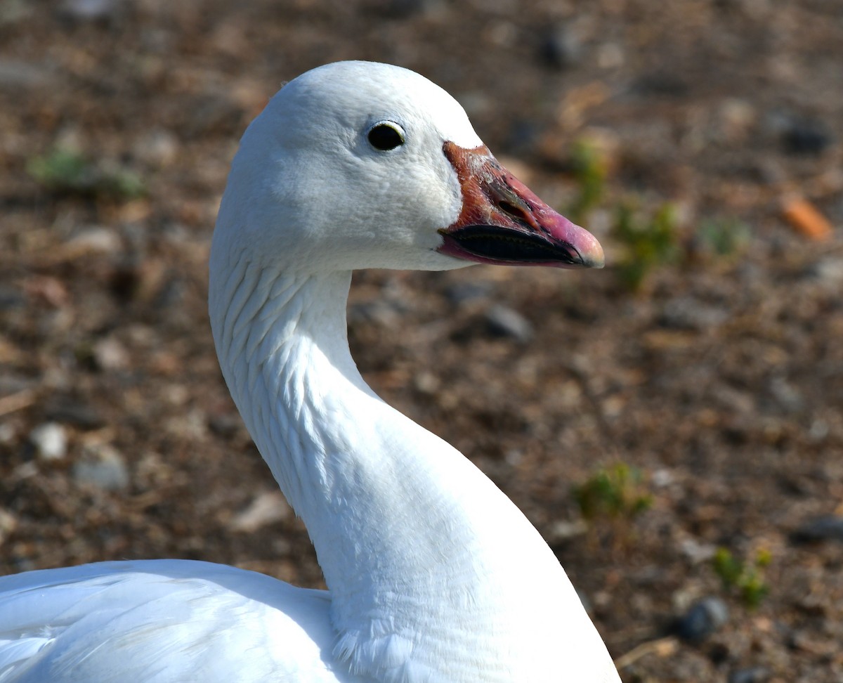 Snow Goose - ML621078041