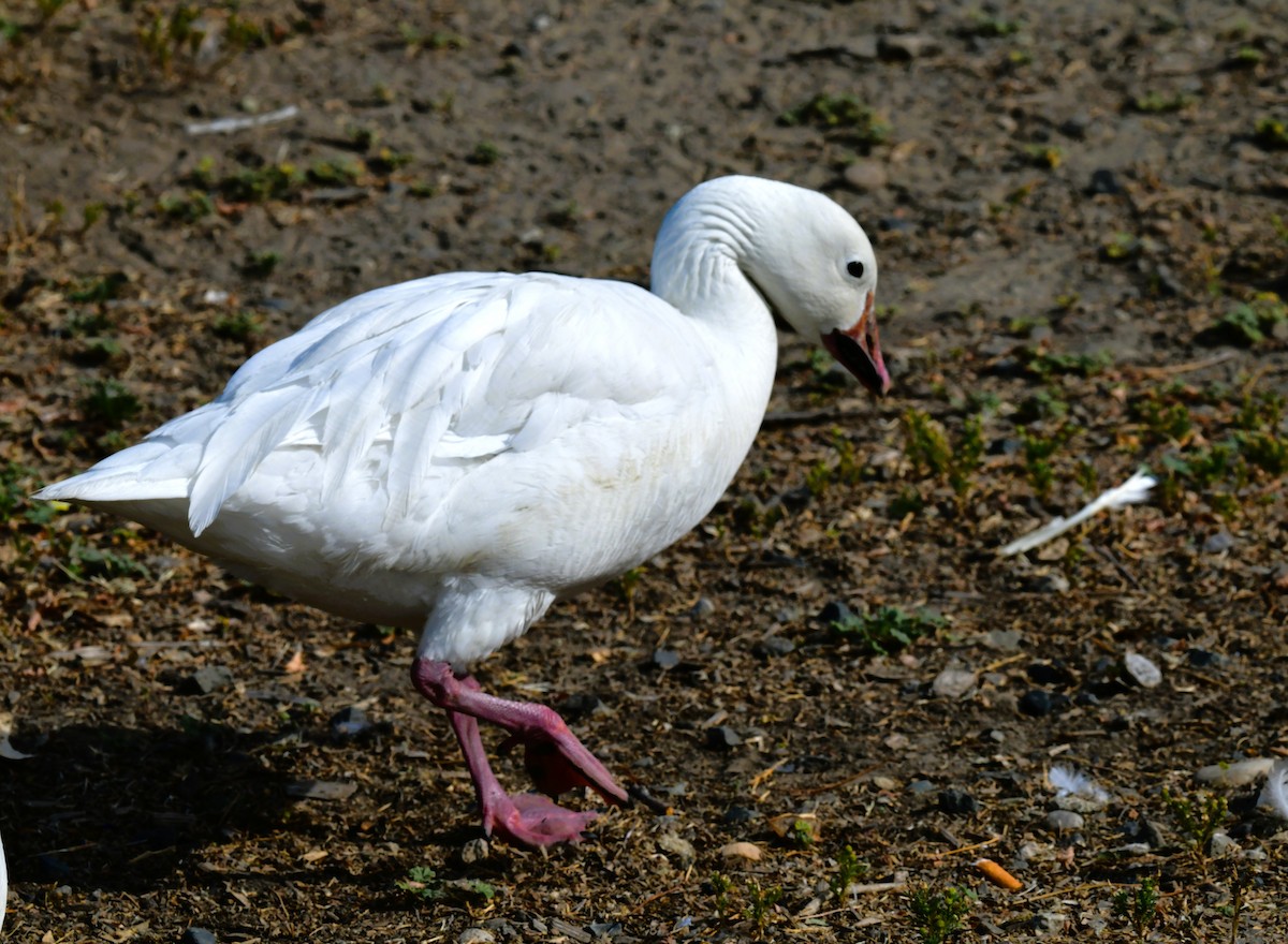 Snow Goose - ML621078046