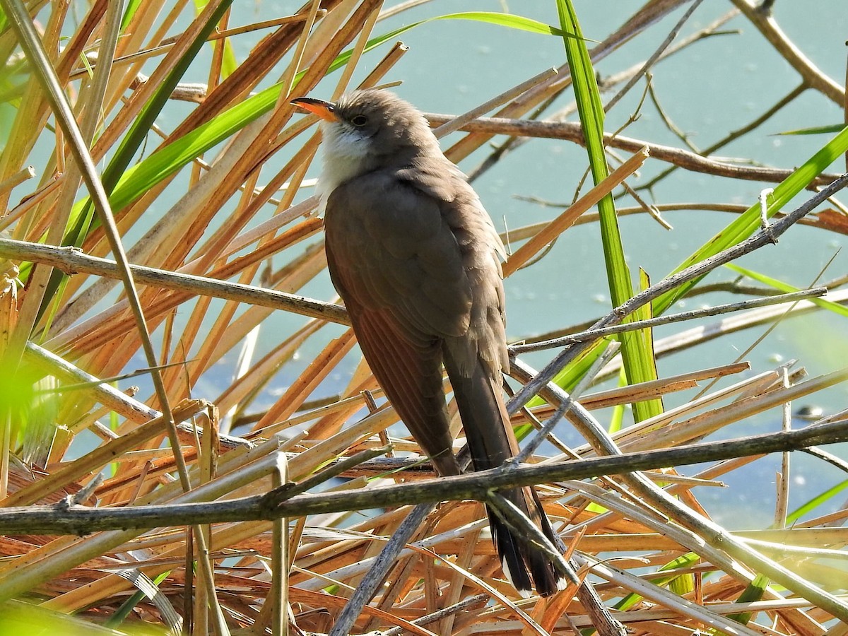 Cuclillo Piquigualdo - ML621078084