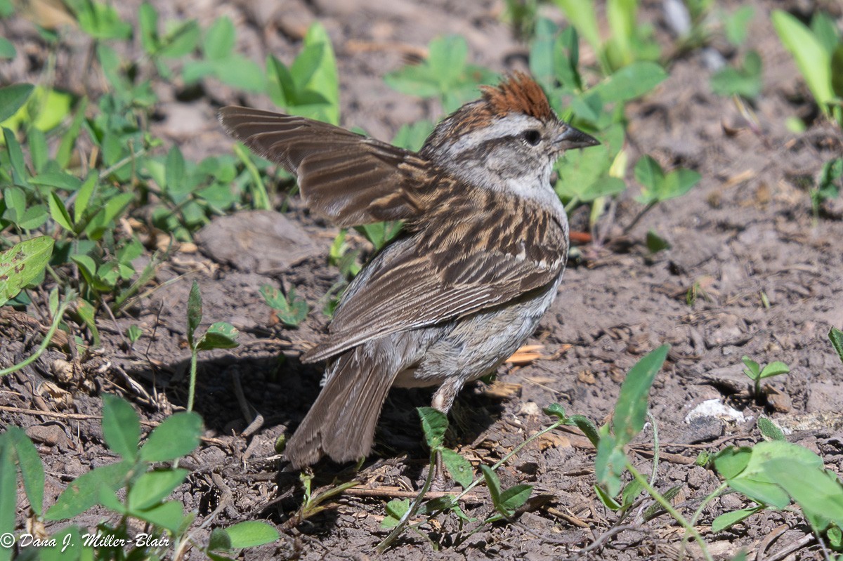 Chipping Sparrow - ML621078110