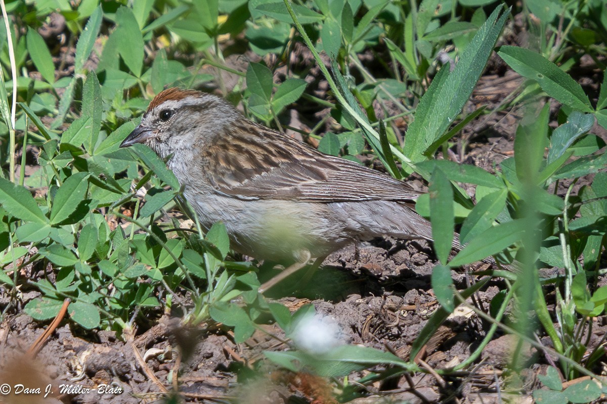 Chipping Sparrow - ML621078112