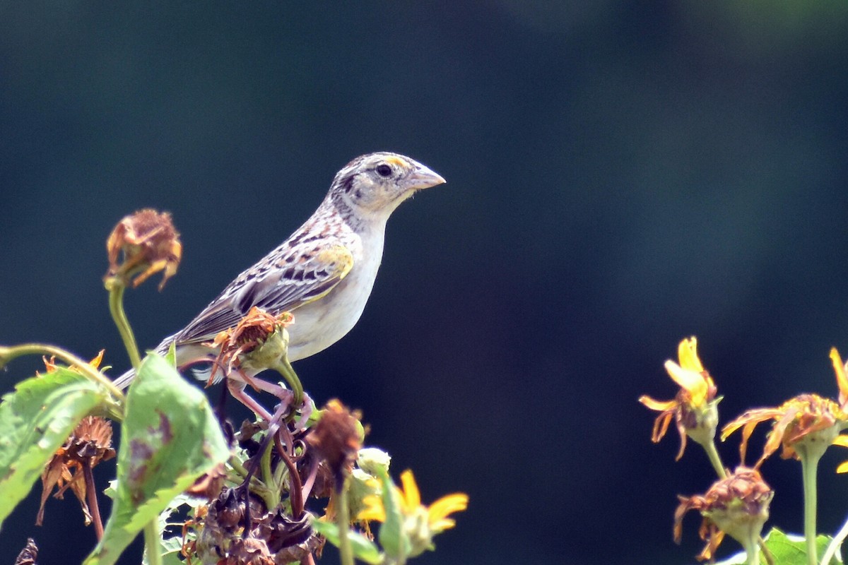 Grasshopper Sparrow - ML621078154