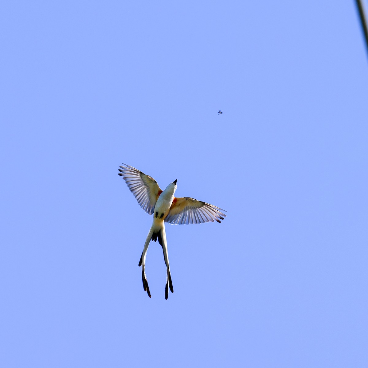Scissor-tailed Flycatcher - Clare Shannon
