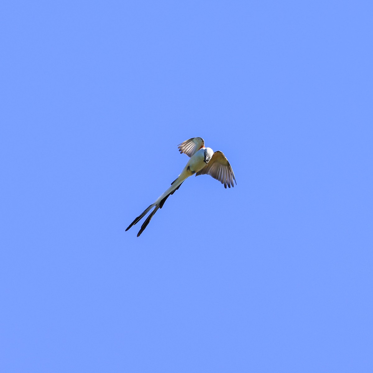 Scissor-tailed Flycatcher - ML621078197