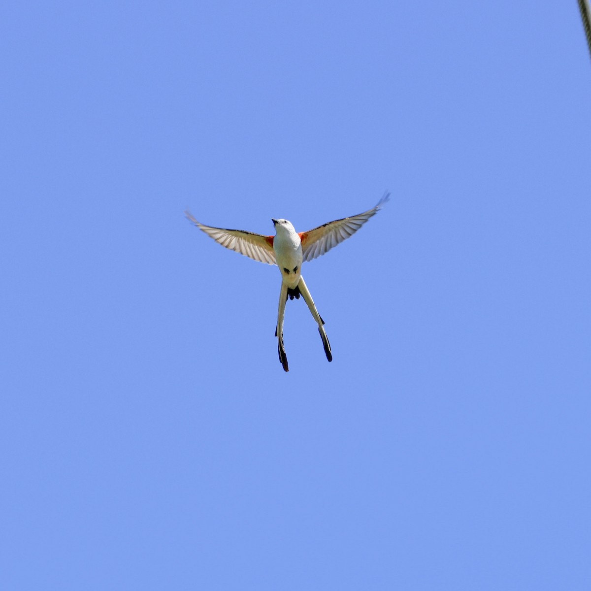 Scissor-tailed Flycatcher - ML621078198