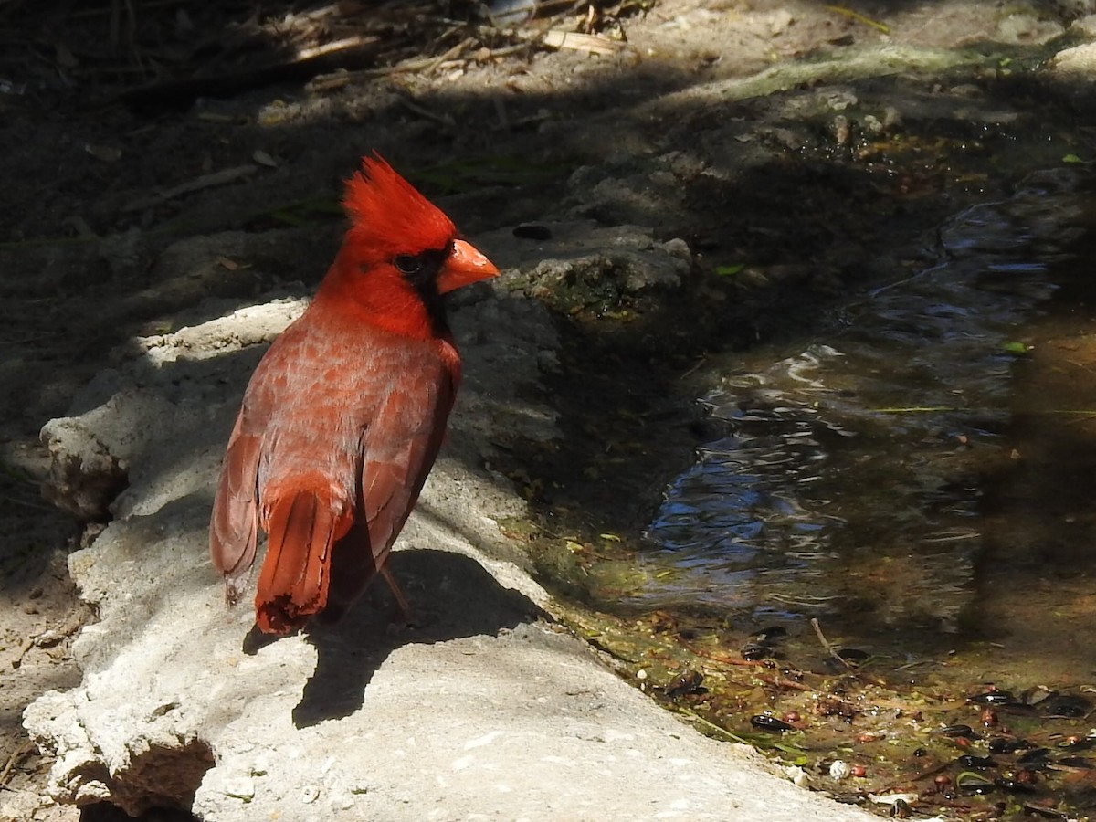 Cardinal rouge - ML621078240