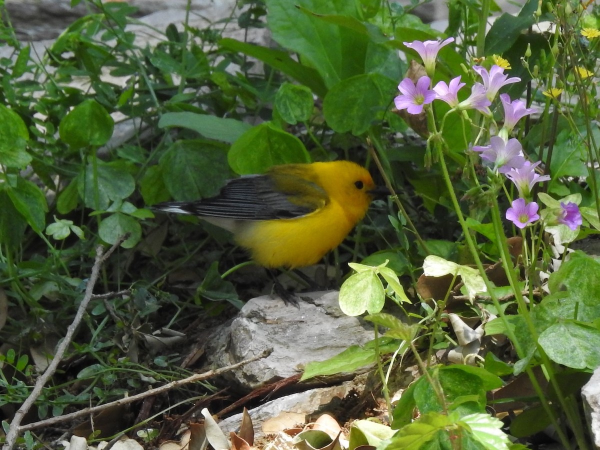 Prothonotary Warbler - ML621078241