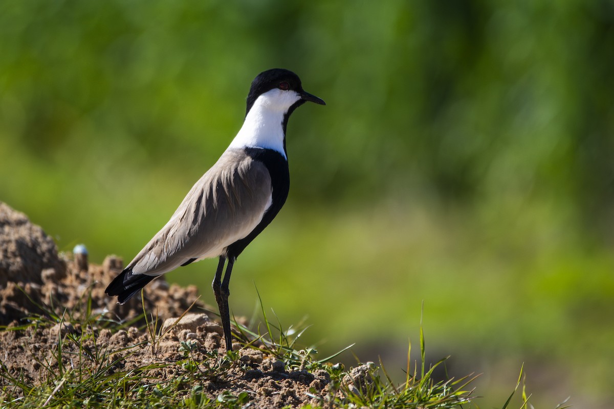 Spur-winged Lapwing - ML621078247