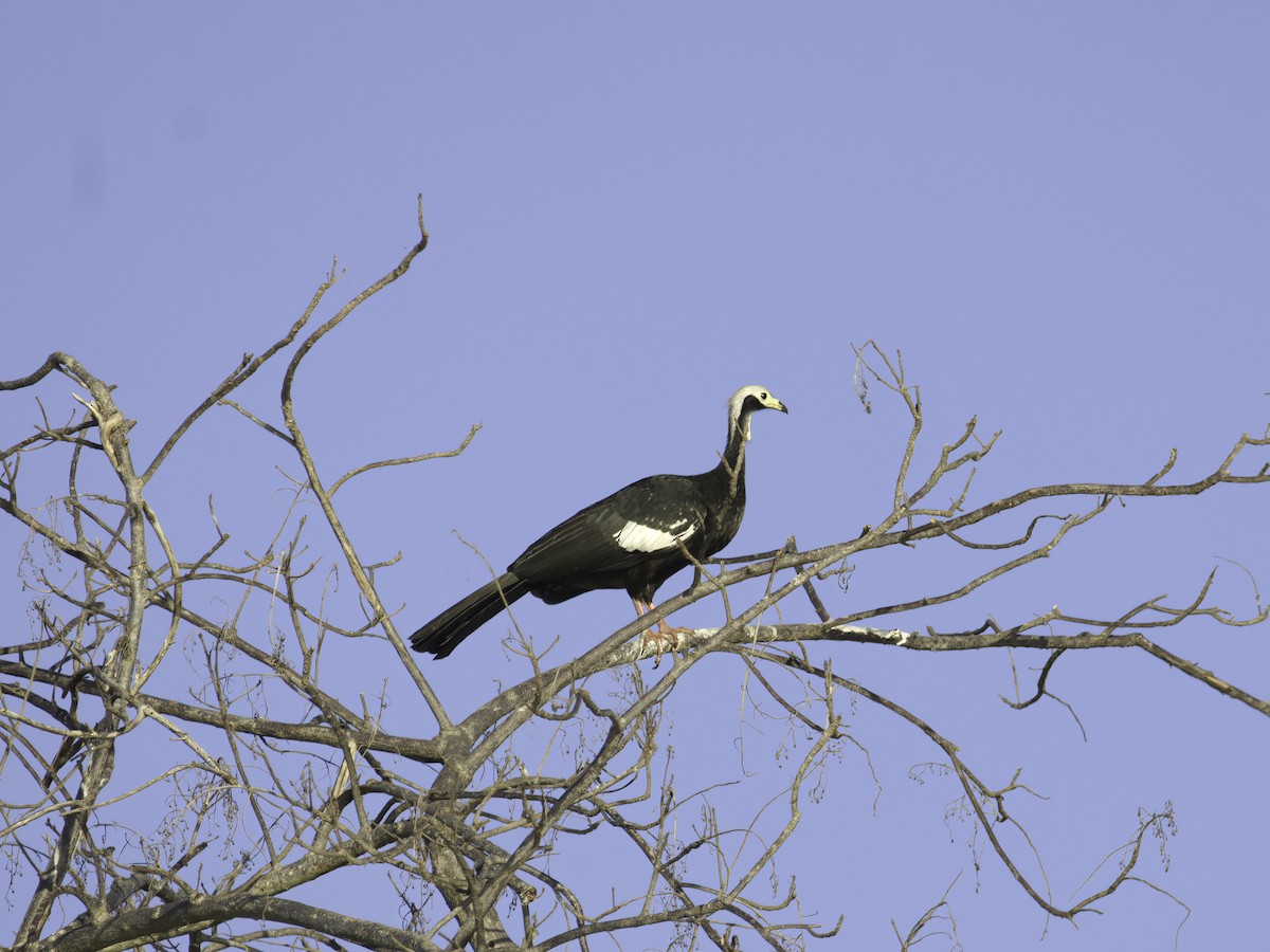 White-throated Piping-Guan - ML621078256