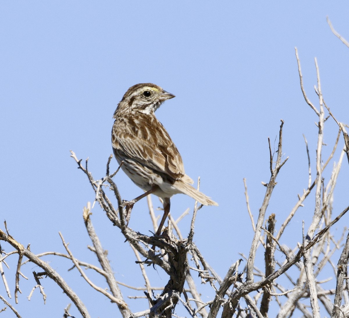 Savannah Sparrow - ML621078278