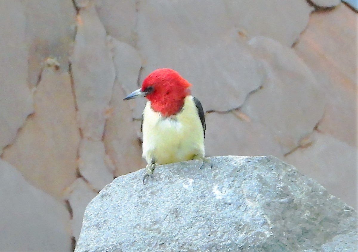 Red-headed Woodpecker - ML621078335