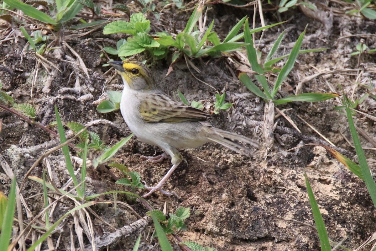 Yellow-browed Sparrow - ML621078348