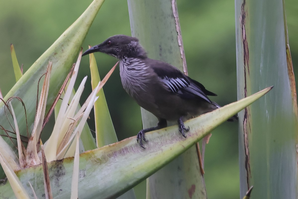 New Caledonian Friarbird - ML621078358