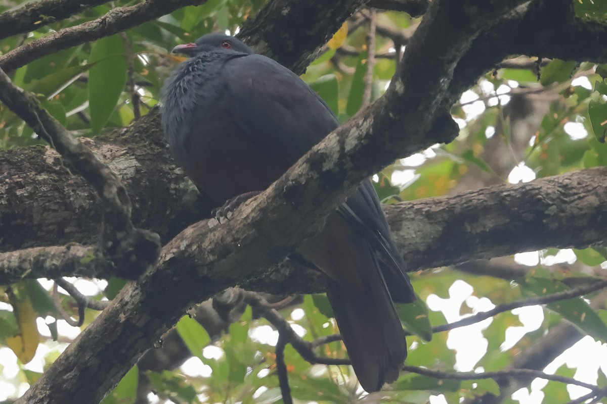 New Caledonian Imperial-Pigeon - ML621078382