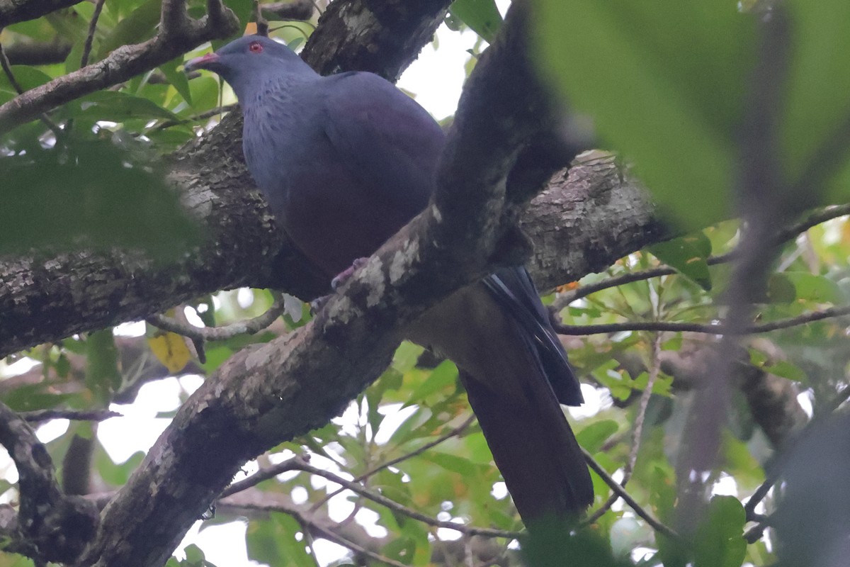 New Caledonian Imperial-Pigeon - ML621078383