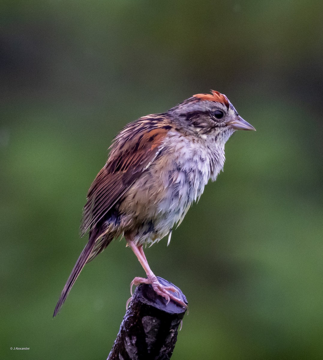 Swamp Sparrow - ML621078384