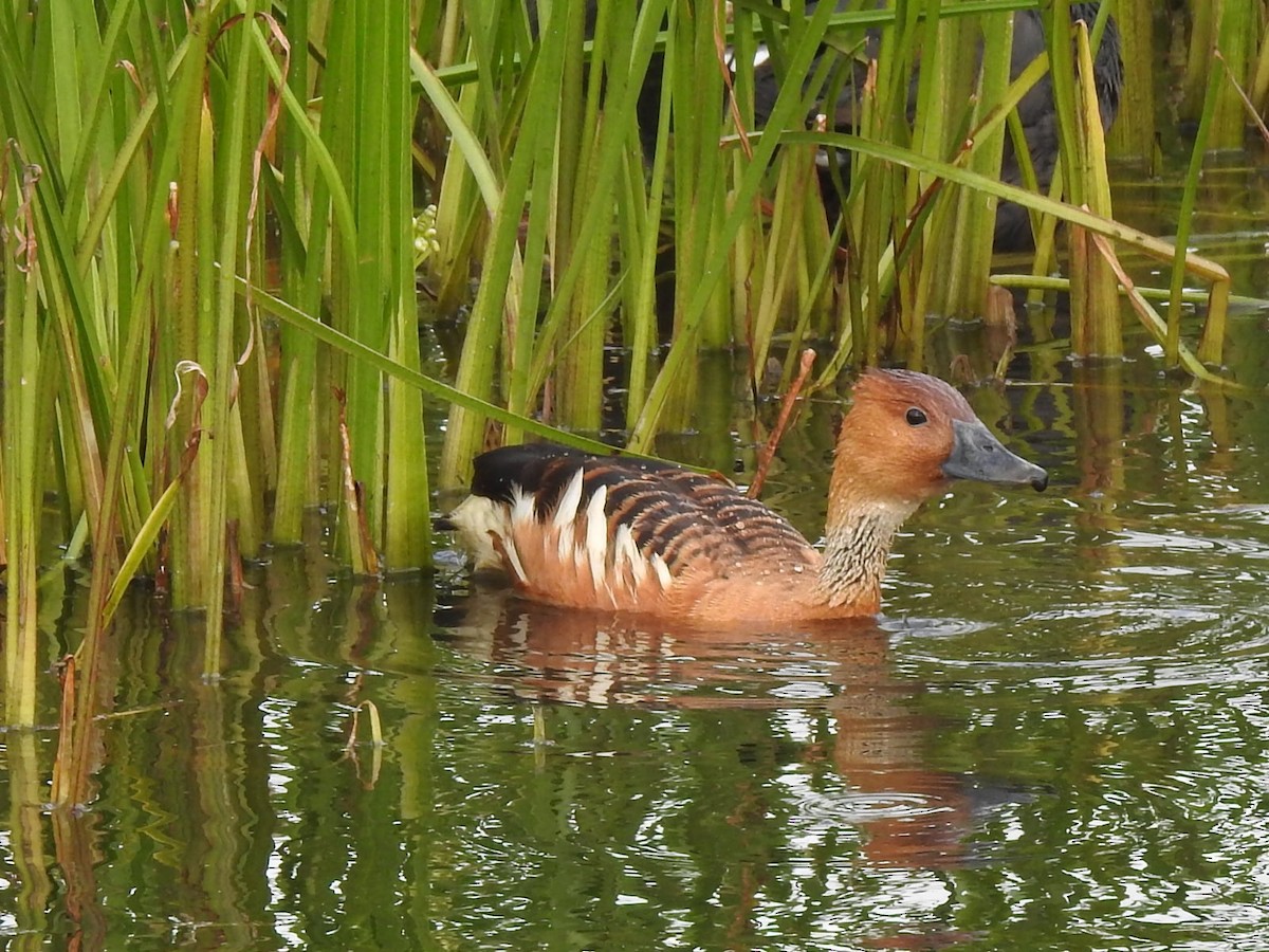 Fulvous Whistling-Duck - ML621078433