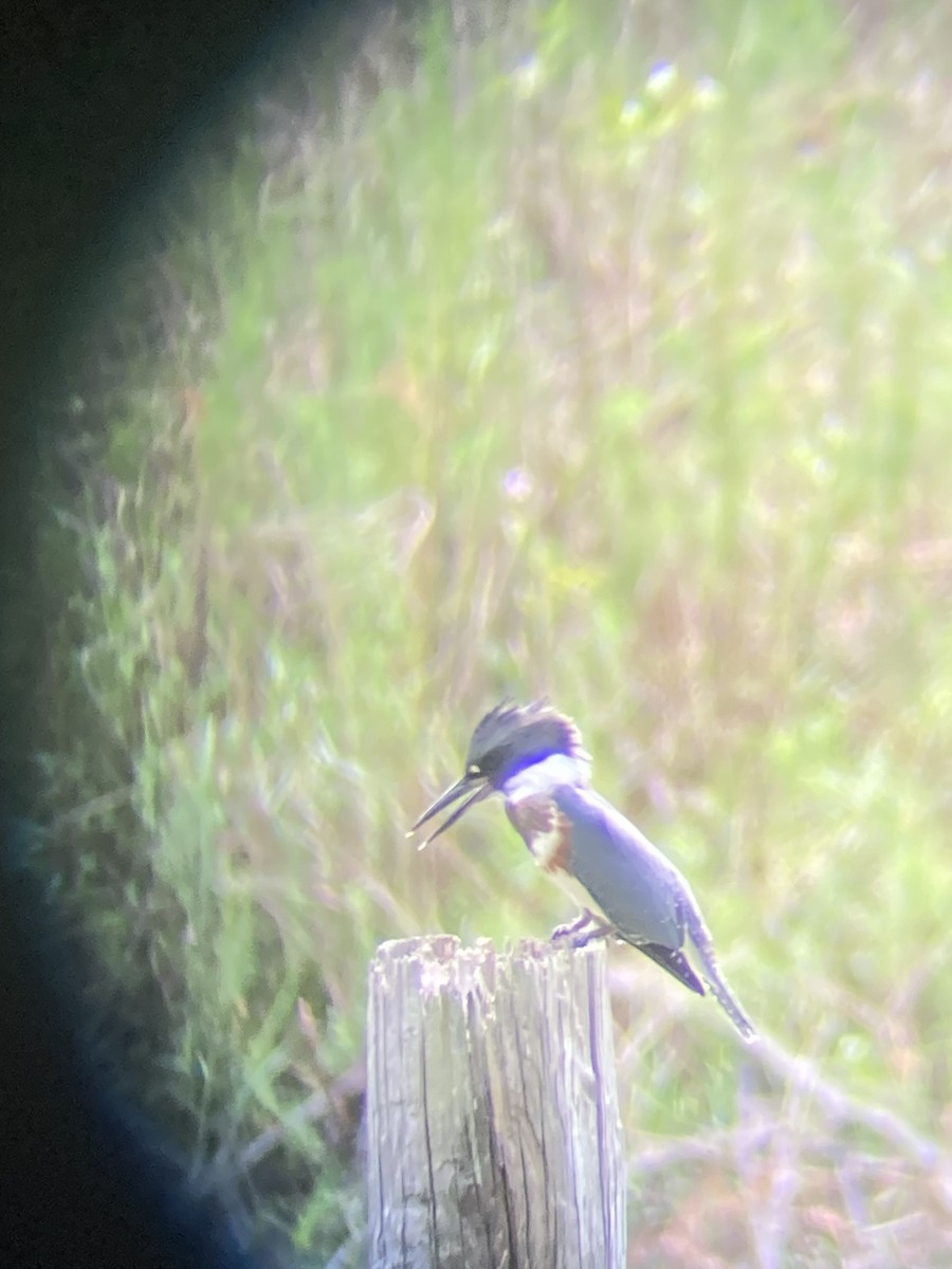 Belted Kingfisher - ML621078476