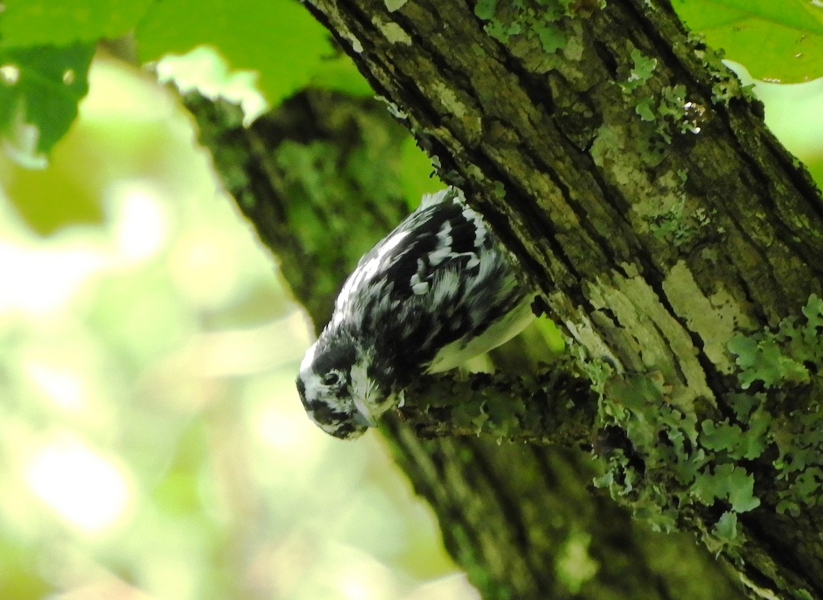 Black-and-white Warbler - ML621078525