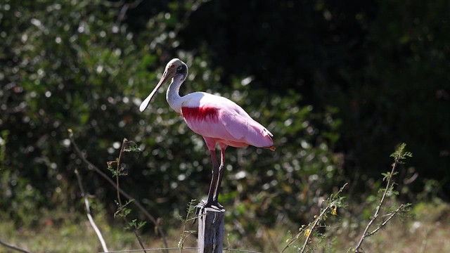 Roseate Spoonbill - ML621078557