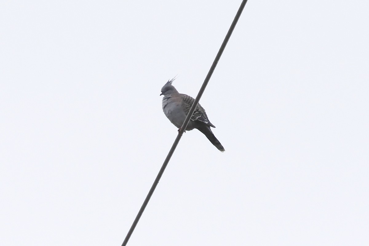 Crested Pigeon - ML621078567