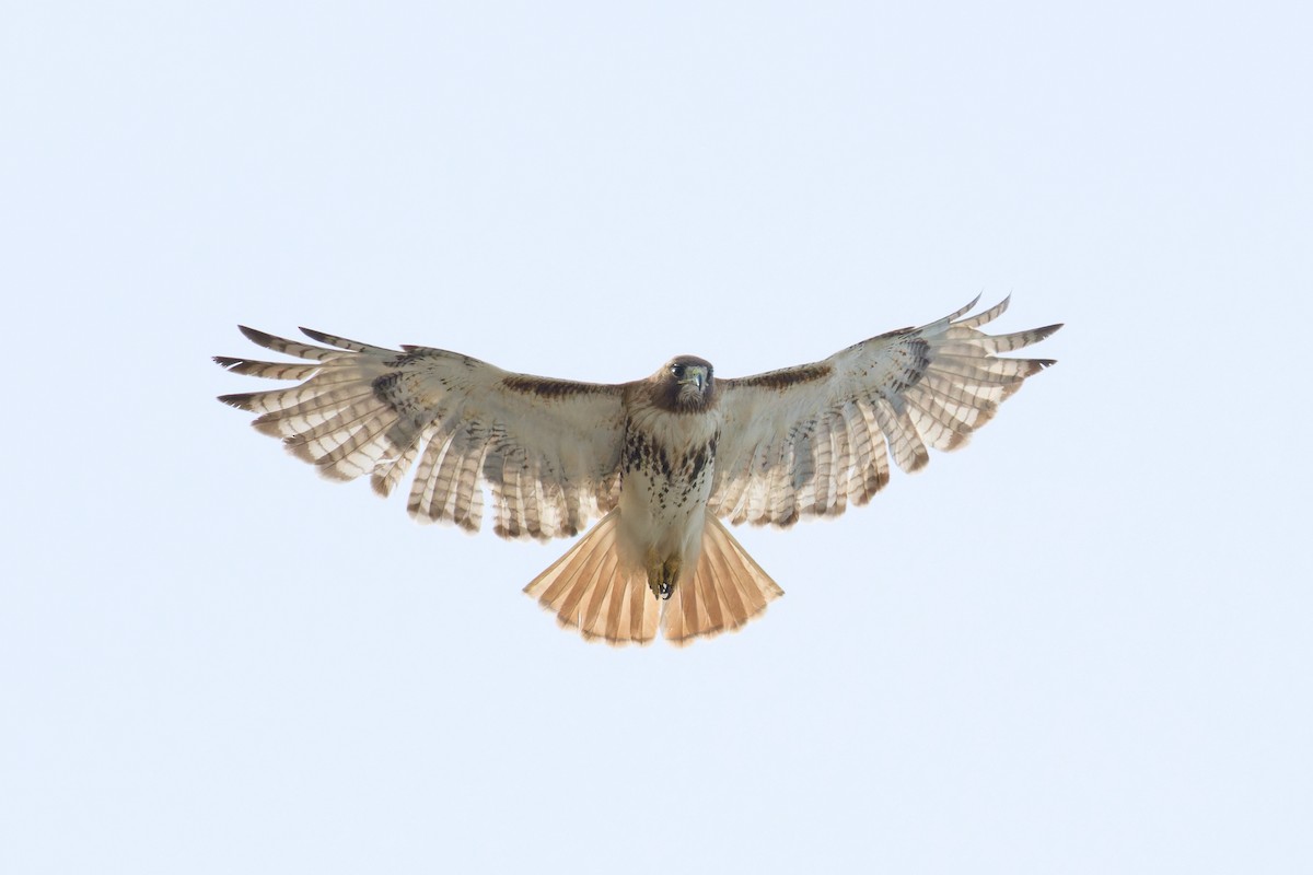 Red-tailed Hawk - ML621078568