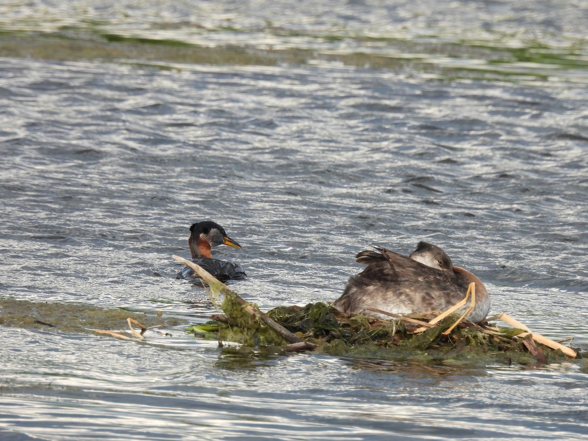 Red-necked Grebe - ML621078570