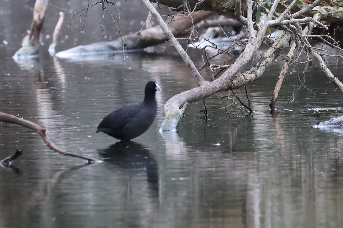 Eurasian Coot - ML621078652