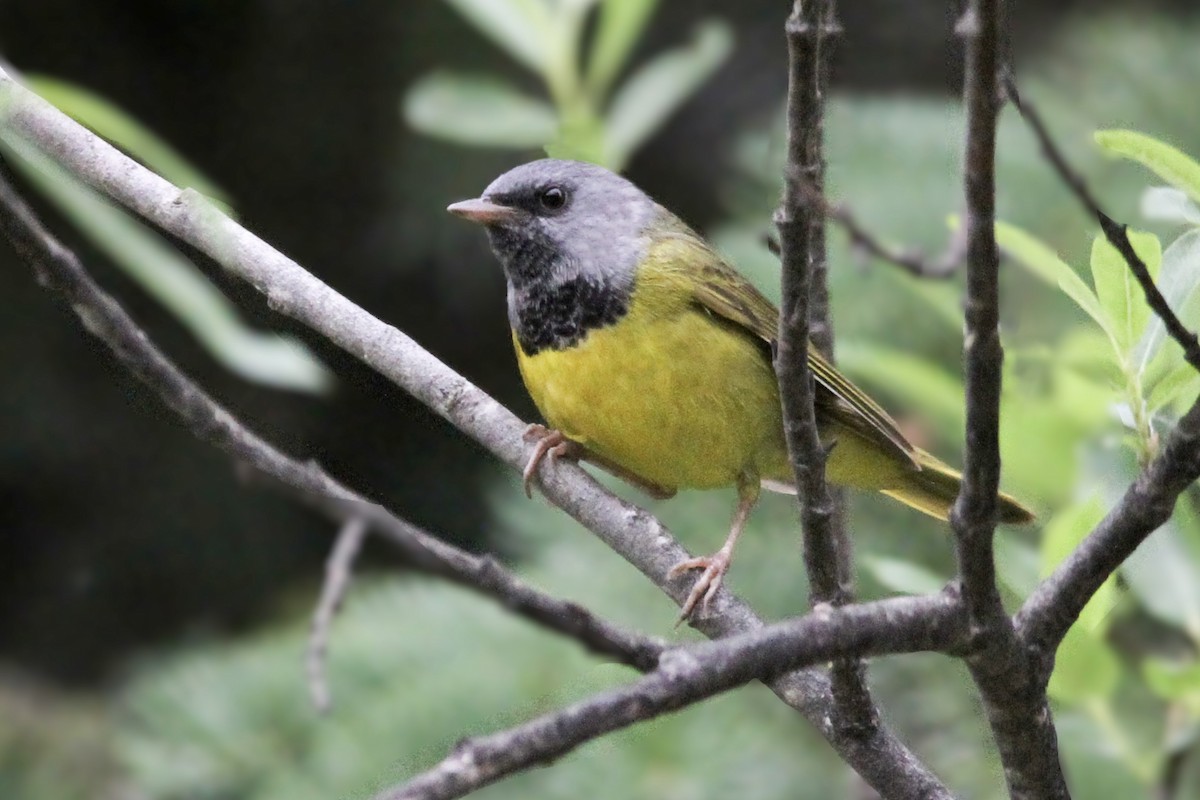 Mourning Warbler - ML621078658