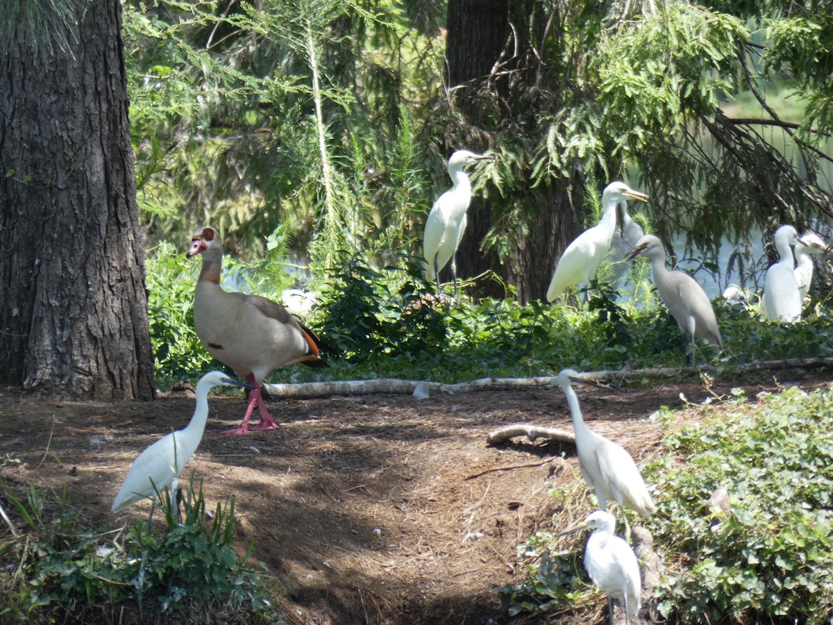 Чапля єгипетська (підвид ibis) - ML621078662