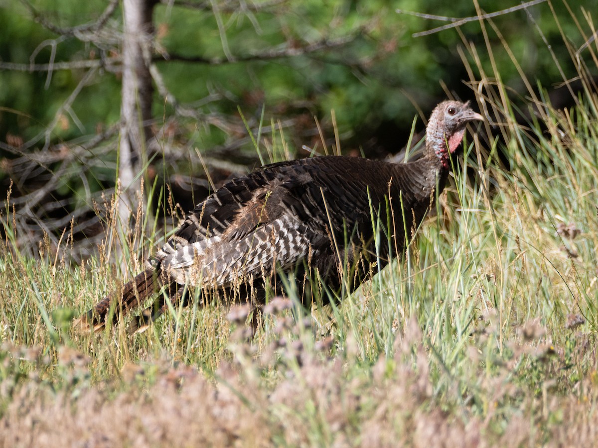 Wild Turkey - ML621078711