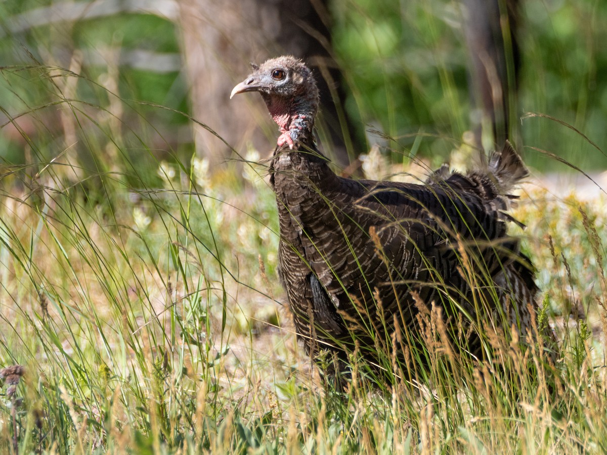 Wild Turkey - ML621078712