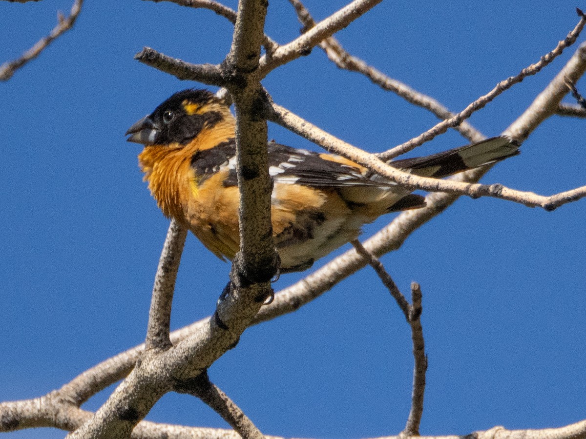 Black-headed Grosbeak - ML621078730