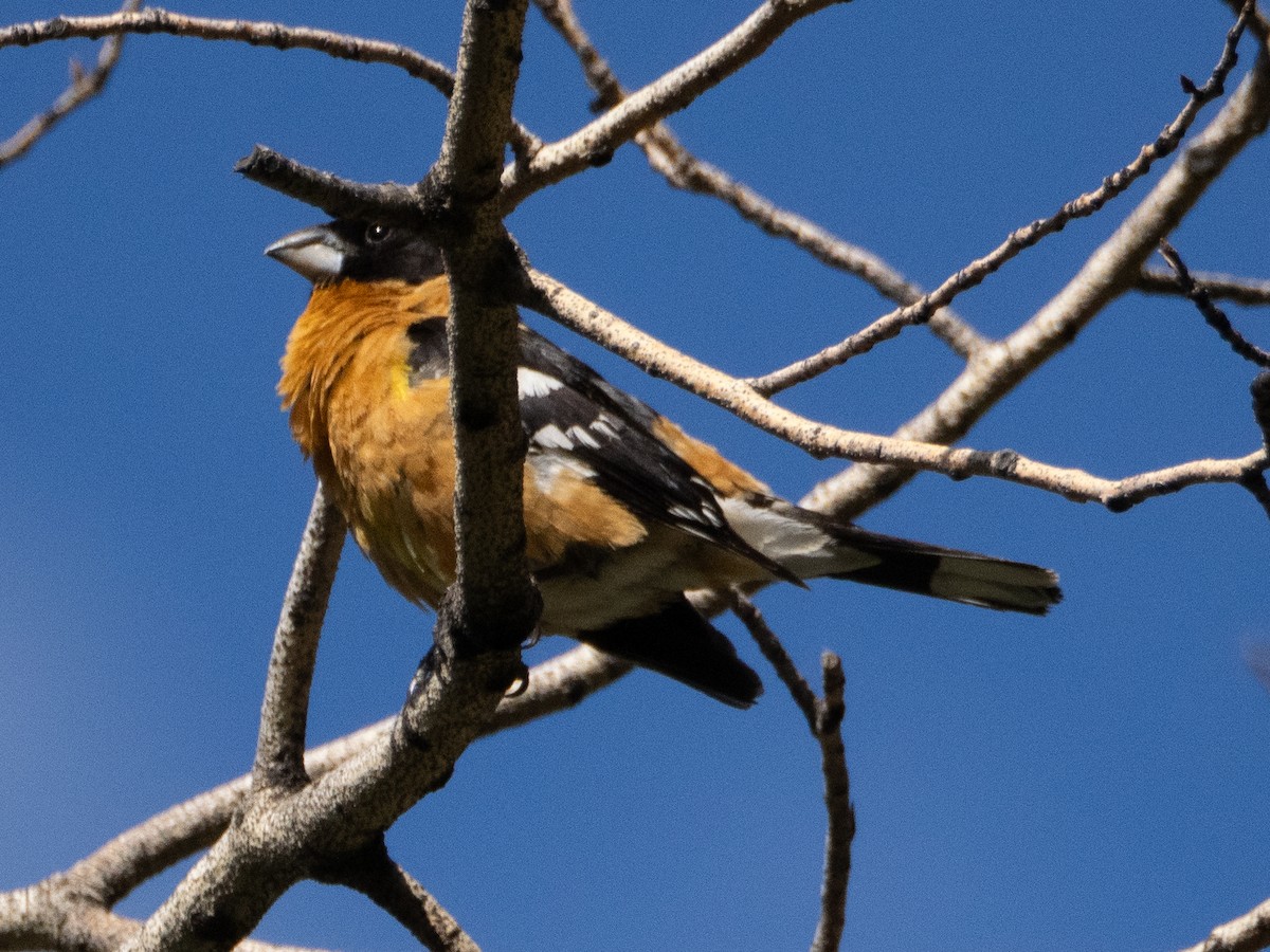 Black-headed Grosbeak - ML621078731