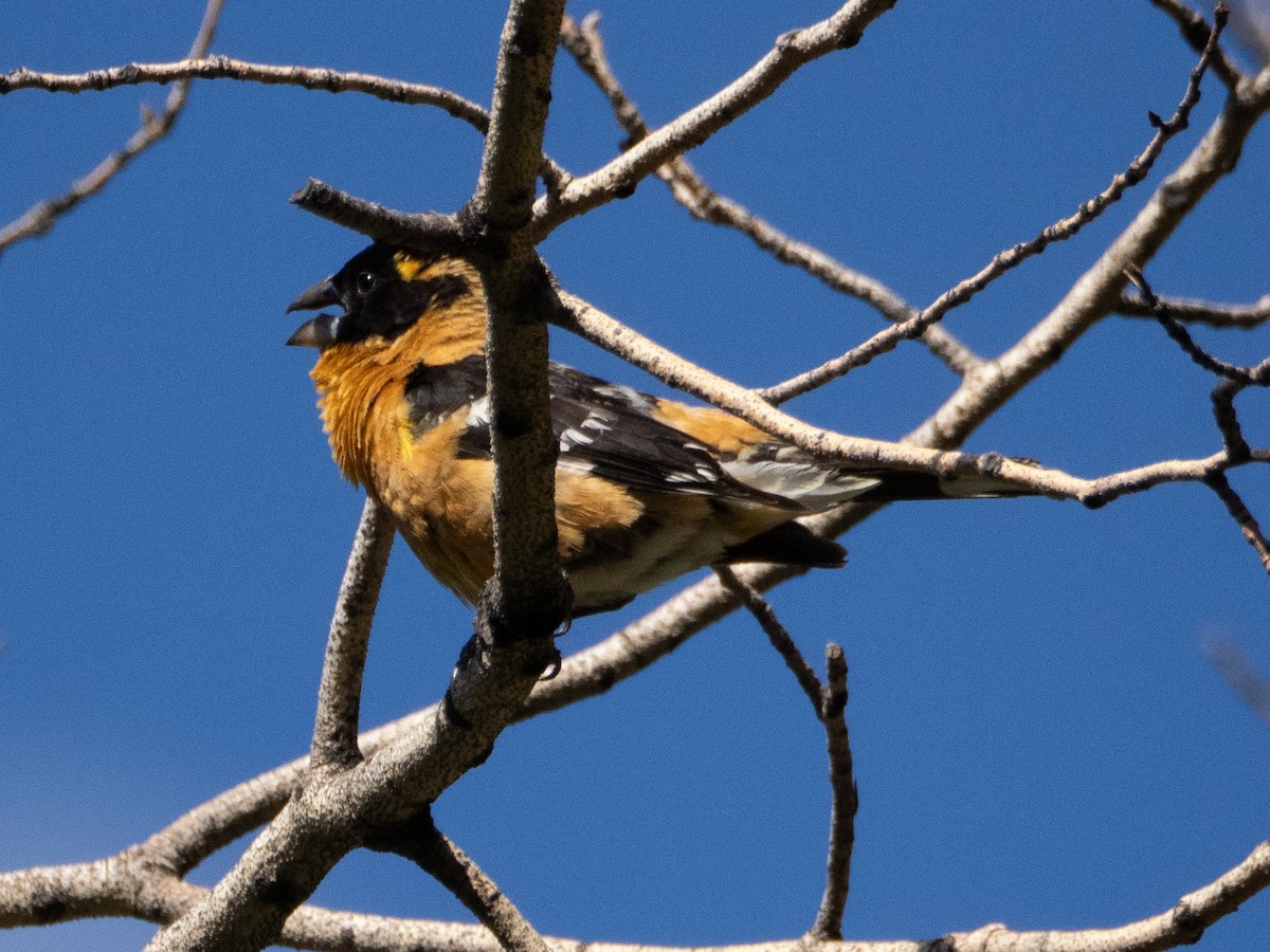 Black-headed Grosbeak - ML621078732