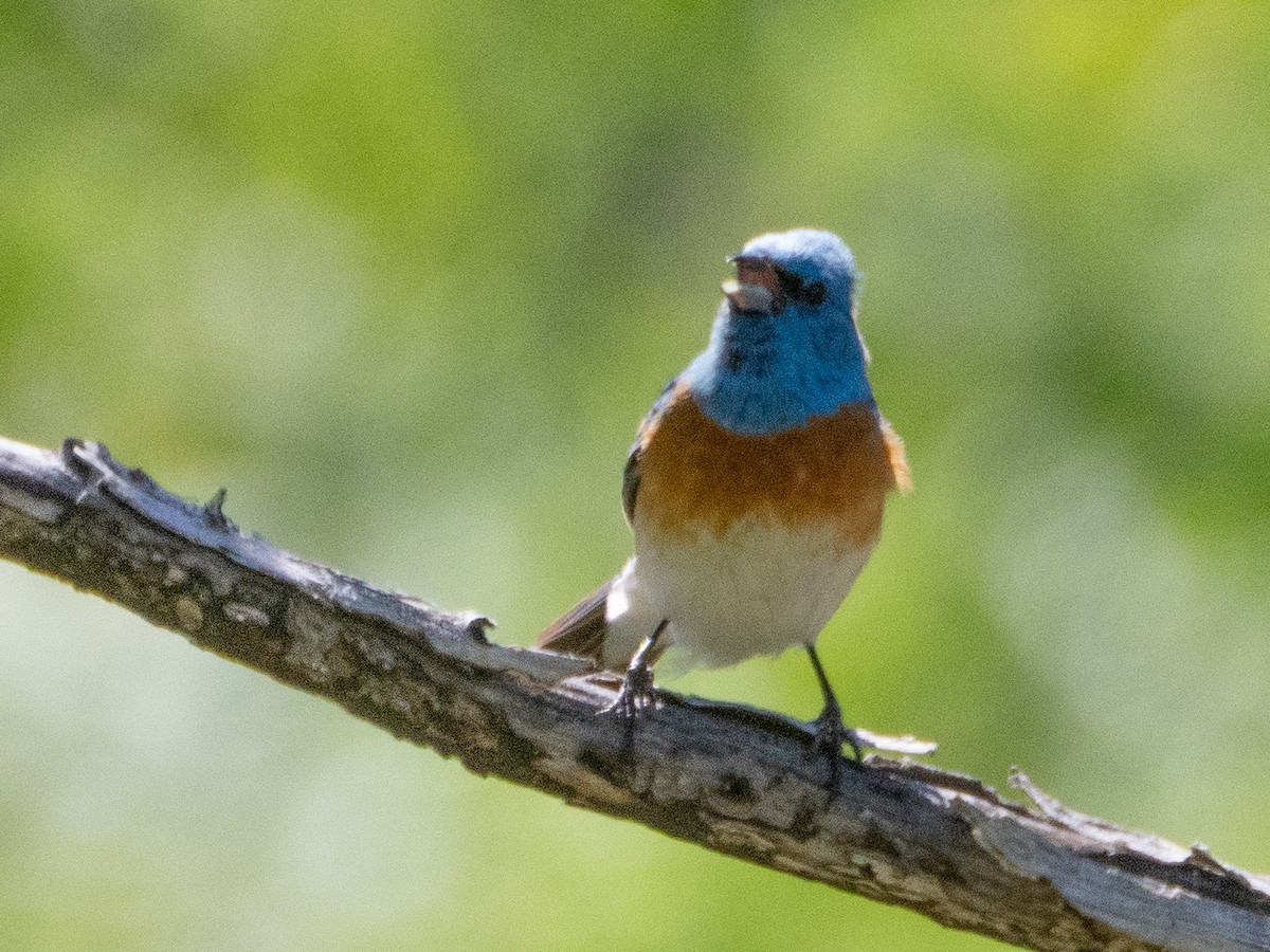 Lazuli Bunting - ML621078733